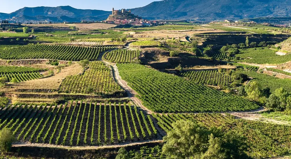 Vinhedo de Rioja, onde é produzido o vinho rosé