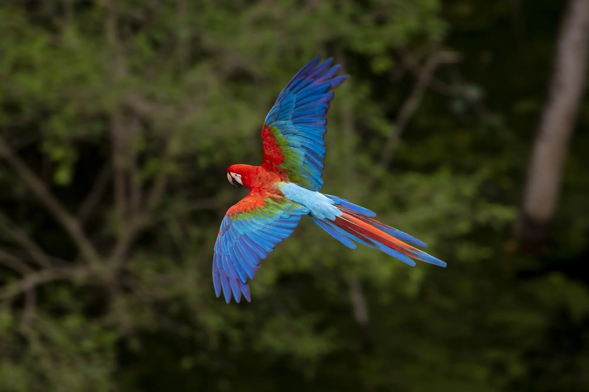 birdwatching em bonito